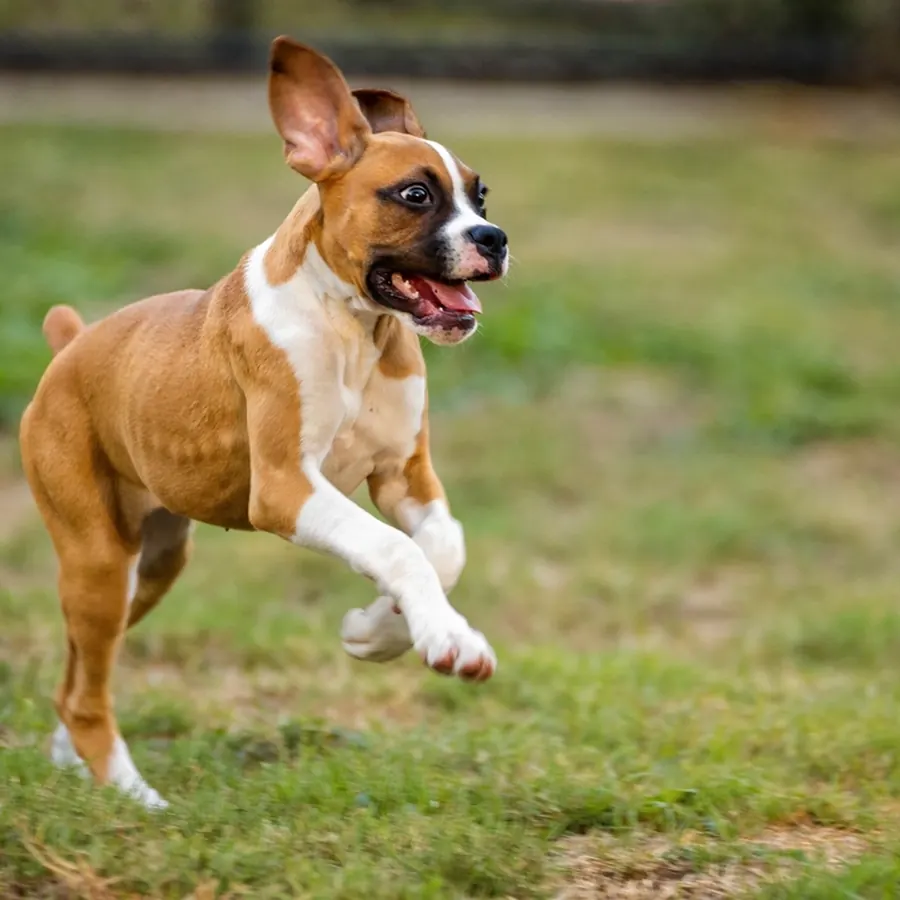 Boxer running across a lawn