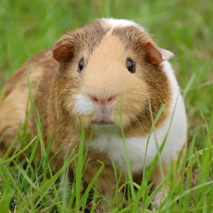Guinea pig sitting in the grass