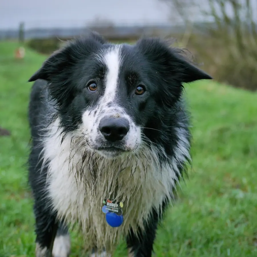Border Collie looking at the camera
