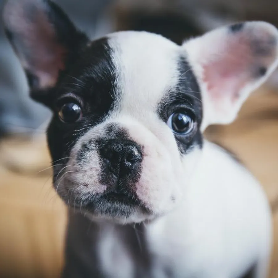 French Bulldog puppy close-up