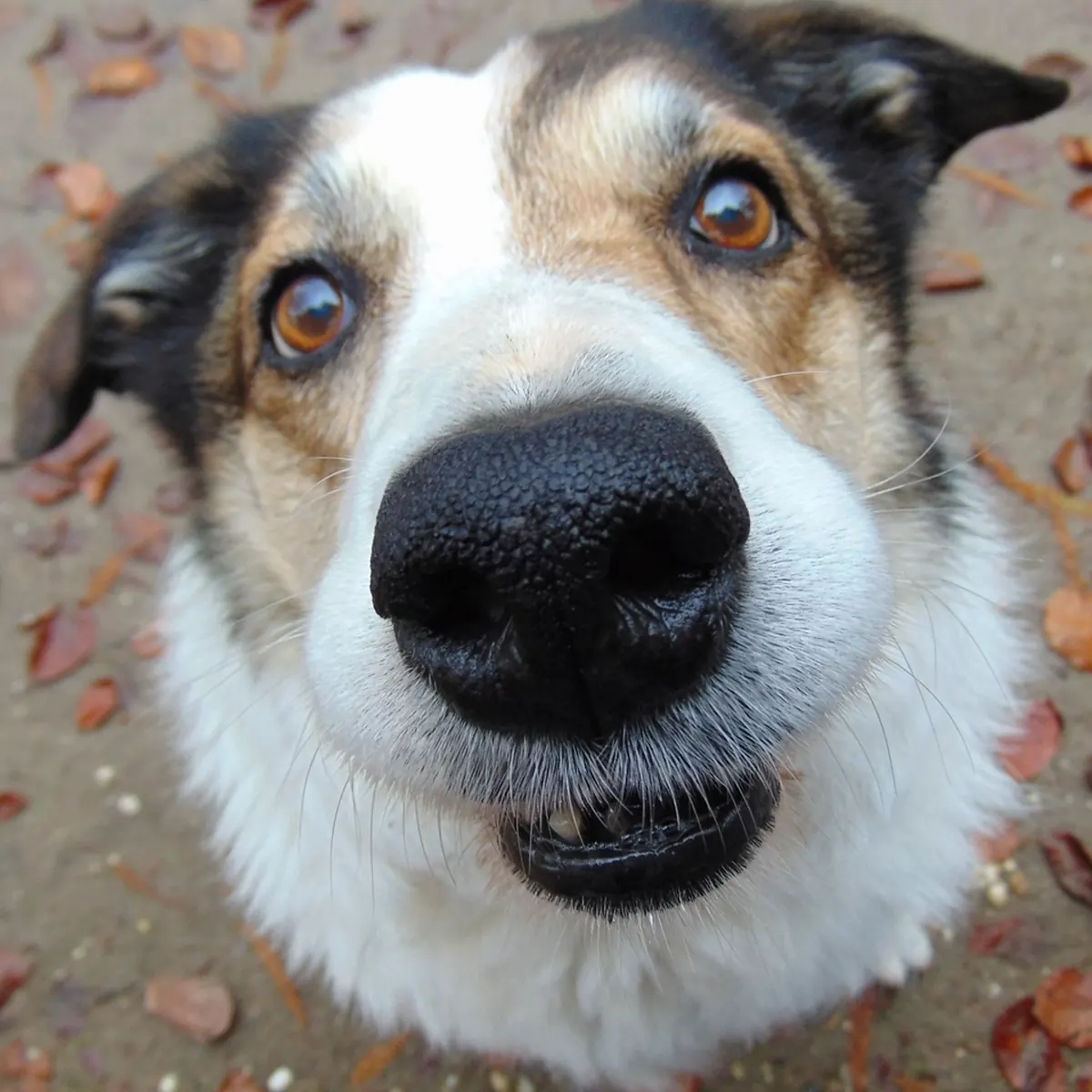 A happy dog looking up at the camera